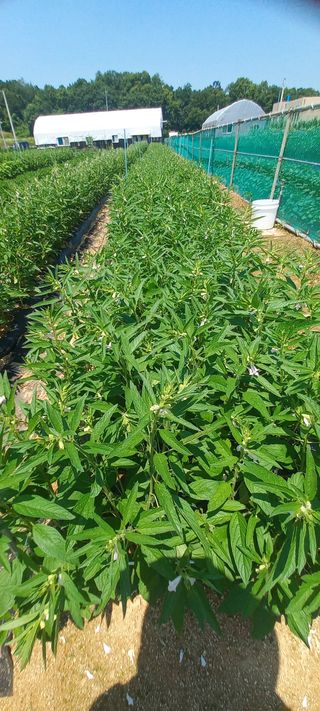 손중호 님의 참깨 · 영농일지 작성글 사진