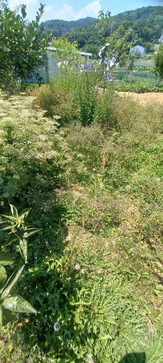 손중호 님의 참깨 · 영농일지 작성글 사진