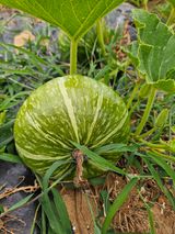 팜모닝 자유주제·자유게시판 게시글 이미지