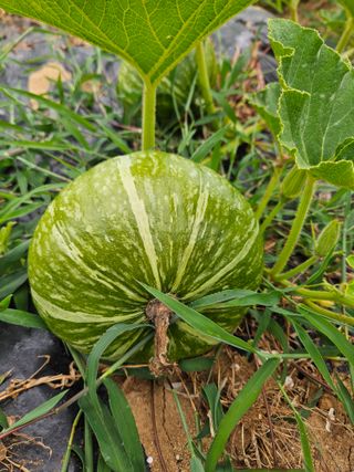 정동출님의 자유주제 · 자유게시판 작성글 사진