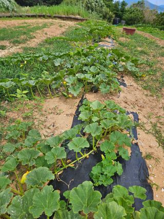 정동출님의 자유주제 · 자유게시판 작성글 사진