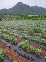 팜모닝 참깨·영농일지 게시글 이미지