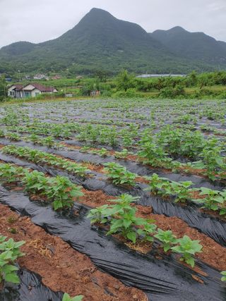 김영복님의 참깨 · 영농일지 작성글 사진