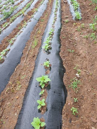 김영복님의 참깨 · 영농일지 작성글 사진