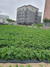 팜모닝 자유주제·자유게시판 게시글 이미지