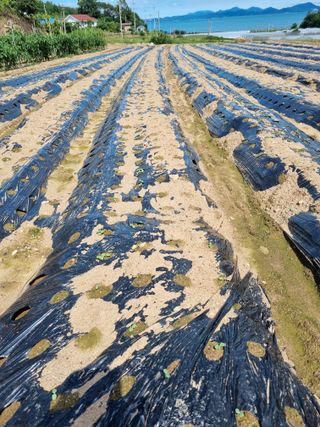 토마토080이인숙님의 👩🏻‍🌾7월 농작업 계획 · 참여글 작성글 사진