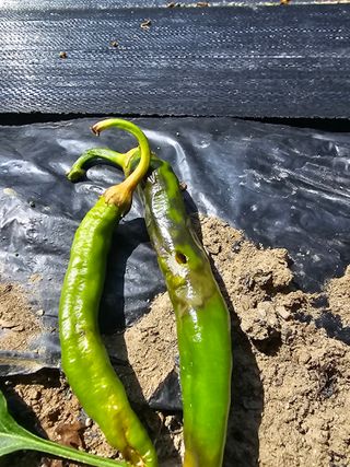 초짜농부님의 자유주제 · 자유게시판 작성글 사진