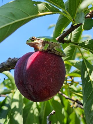 우창구님의 자두 · 영농일지 작성글 사진