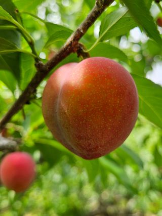 우창구님의 자두 · 영농일지 작성글 사진