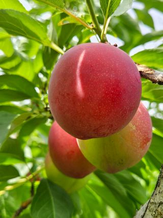 우창구님의 자두 · 영농일지 작성글 사진