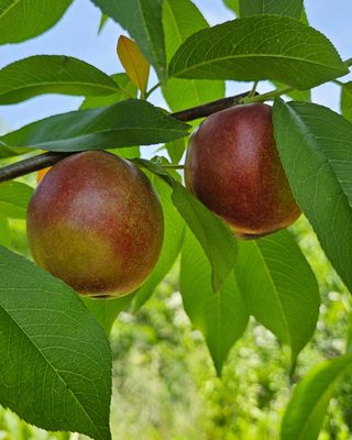 우창구님의 자두 · 영농일지 작성글 사진