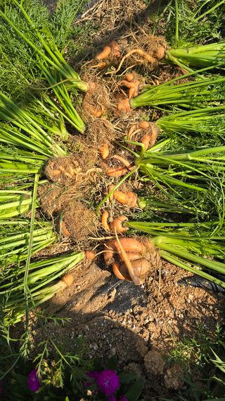 김두영(할리족구)님의 자유주제 · 자유게시판 작성글 사진