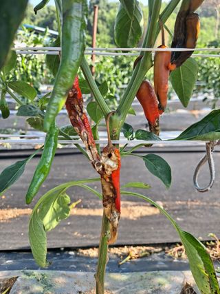 병찬님의 자유주제 · 자유게시판 작성글 사진