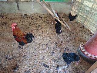 배경수 님의 자유주제 · 자유게시판 작성글 사진