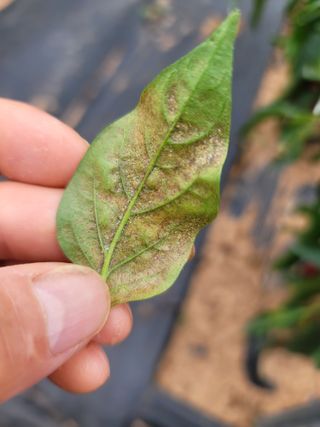김문철님의 고추 · 병해충상담 작성글 사진