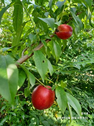 텃밭님의 농사, 무엇이든 물어보세요! · 참여글 작성글 사진