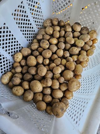 알 수 없음님의 감자 · 영농일지 작성글 사진