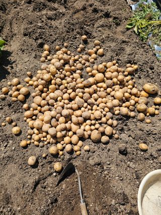 알 수 없음님의 감자 · 영농일지 작성글 사진