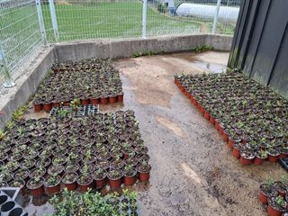 주일현님의 블루베리 · 영농일지 작성글 사진