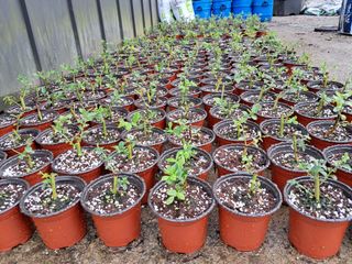 주일현님의 블루베리 · 영농일지 작성글 사진