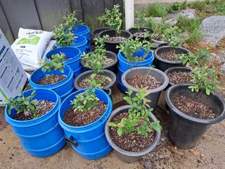 주일현님의 블루베리 · 영농일지 작성글 사진