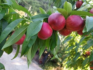 배경수 님의 복숭아 · 영농일지 작성글 사진