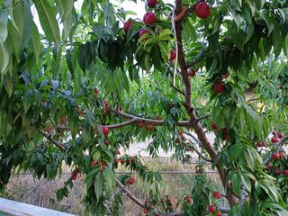 배경수 님의 복숭아 · 영농일지 작성글 사진