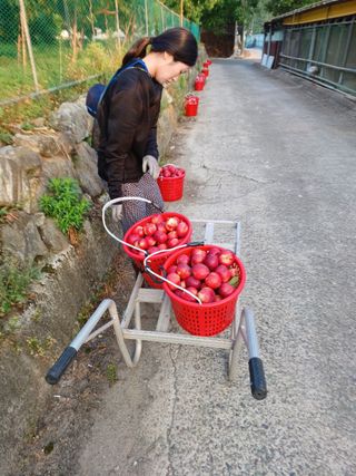 배경수 님의 복숭아 · 영농일지 작성글 사진