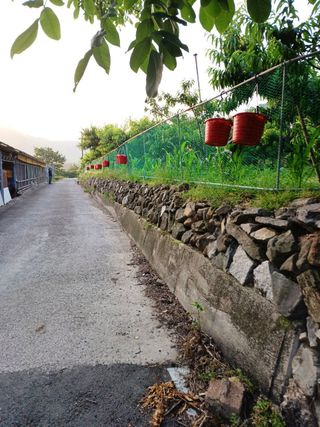 배경수 님의 복숭아 · 영농일지 작성글 사진