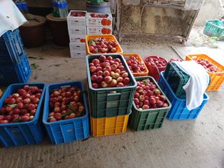 배경수 님의 복숭아 · 영농일지 작성글 사진