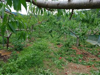 배경수 님의 복숭아 · 영농일지 작성글 사진