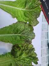 팜모닝 상추·병해충상담 게시글 이미지