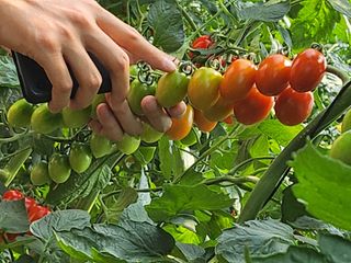 종훈님의 토마토 · 영농일지 작성글 사진