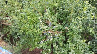 권순일님의 블루베리 · 영농일지 작성글 사진