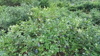 권순일님의 블루베리 · 영농일지 작성글 사진