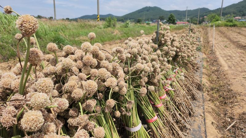 장터 상품 [홍산마늘 주아송이 1송이] 썸네일