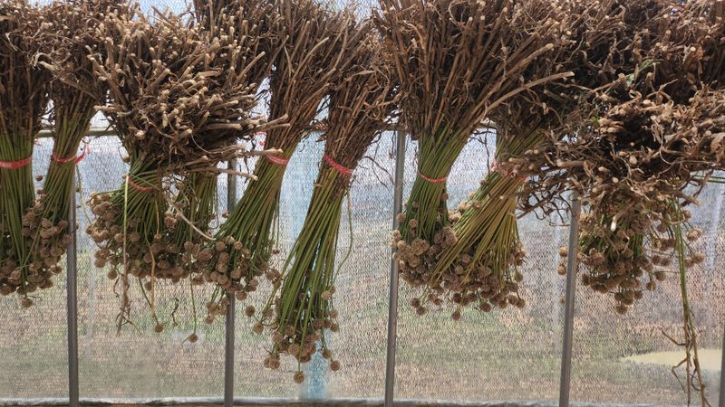 조한솔님의 장터 판매 상품 [홍산마늘 주아송이 1송이] 첨부 사진