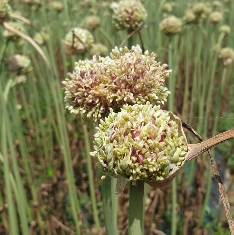 조한솔님의 장터 판매 상품 [홍산마늘 주아송이 1송이] 첨부 사진