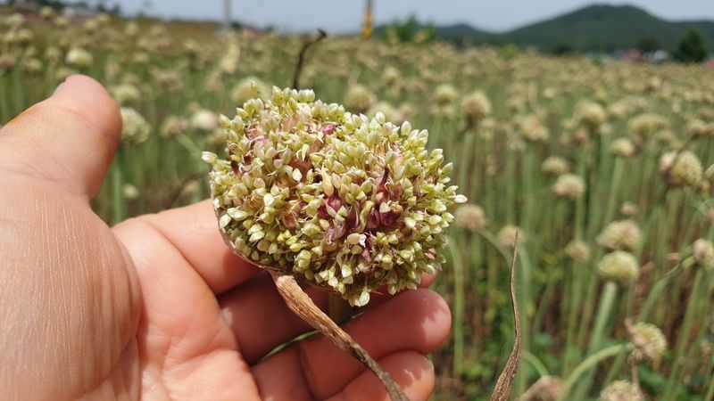 조한솔님의 장터 판매 상품 [홍산마늘 주아송이 1송이] 첨부 사진