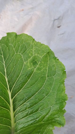 프롬밭님의 상추 · 병해충상담 작성글 사진