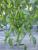 팜모닝 자유주제·자유게시판 게시글 이미지