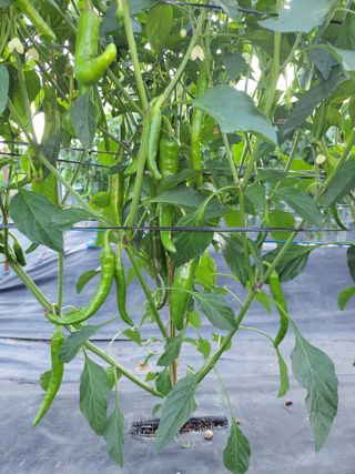 김종옥님의 자유주제 · 자유게시판 작성글 사진