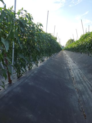 김종옥님의 자유주제 · 자유게시판 작성글 사진