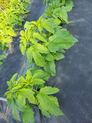 김종옥님의 자유주제 · 자유게시판 작성글 사진