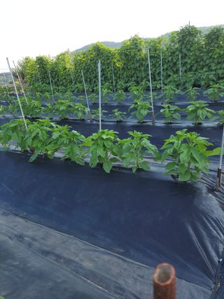 김종옥님의 자유주제 · 자유게시판 작성글 사진