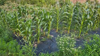 이종애님의 옥수수 · 영농일지 작성글 사진