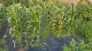 이종애님의 옥수수 · 영농일지 작성글 사진