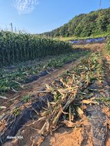 팜모닝 옥수수·영농일지 게시글 이미지