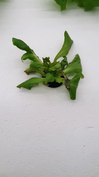 이영노님의 기타작물 · 병해충상담 작성글 사진