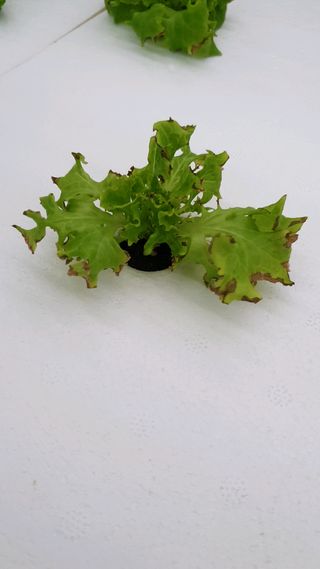 이영노님의 기타작물 · 병해충상담 작성글 사진